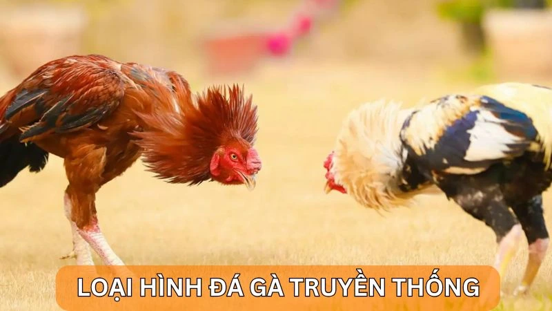 Alo789 đá gà trực tiếp và loại hình đá gà truyền thống