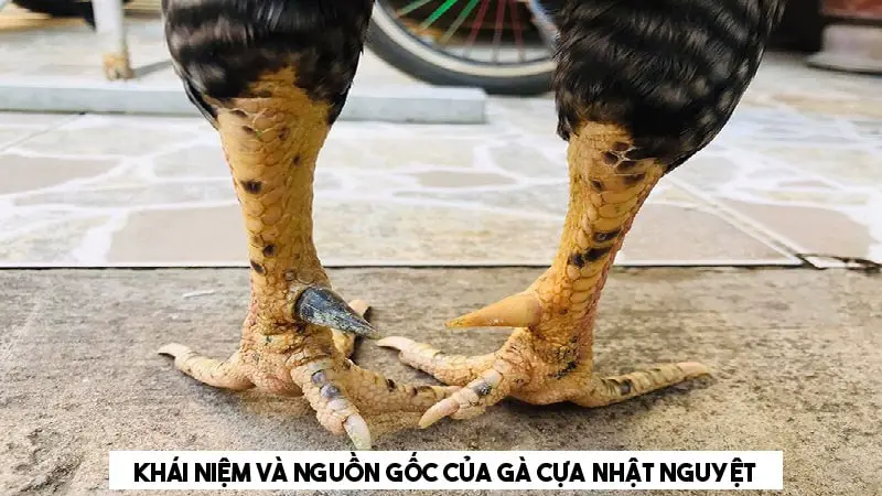 Khái niệm và nguồn gốc của gà cựa nhật nguyệt