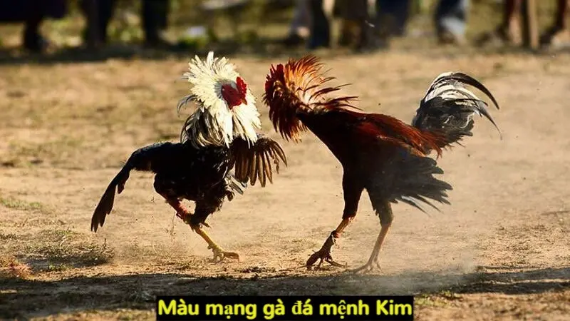 Màu mạng gà đá mệnh Kim